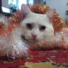 ОльгаШел