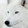Wandering_wolf