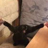 Полторашка_уъу