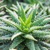 aloe_bush