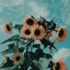 Looking for inspiration
