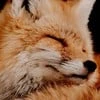 Yellow._.fox