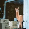 Karibaaa