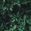 Невер_