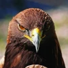 Karakus