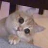 Nemesi Mellark