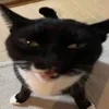 steshkiss