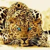 Леопард заманчивый