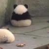 Meow Bear