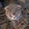 МилыйШиппер Аидка