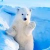 LittleeBear