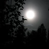 Mortuus in anima
