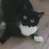 Безумный._.персик