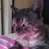 Кот Сарделька