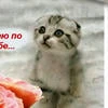 Velsherrr