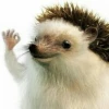 Dedborsh