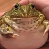 _.Semechka_