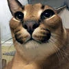 Кот с хлебом