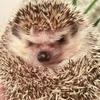 Перноун