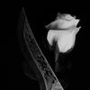 Dia_notAID