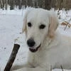 Овит