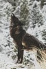 Mystery of the wolf