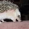 Toiukotodes