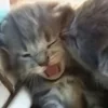 мэннио