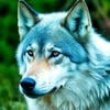 Wolfy_Moon87