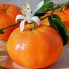TangerineChel