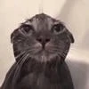 Никотосанос