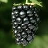 Sussy_Blackberry_92