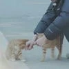 Lihanli