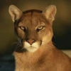 white_cat32