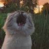Картун