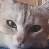 Crayben