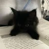 Кот на подоконнике