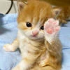 GgCat