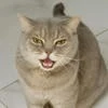 PopCornCat