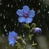 Field Flax