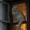 Эруанна_Буревестник