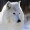 Canis lupus albus