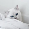 Cassidy M.Colfer