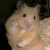 baarbie
