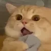 Лютик-шизанутик