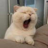 leeboo