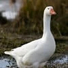 JagGoose
