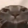 sneaksy
