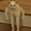 Cat_Zolotink