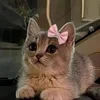 Дорианна Вальбурга Блэк